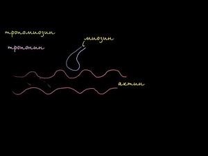 Tropomyosin and troponin and their role in controlling muscle contraction