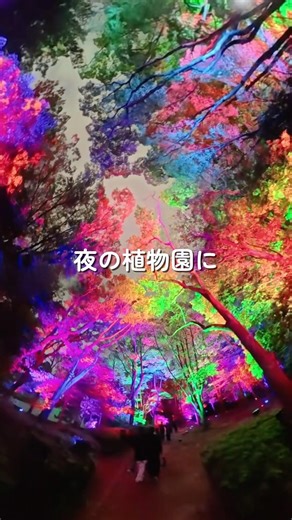夜のネモフィラ畑