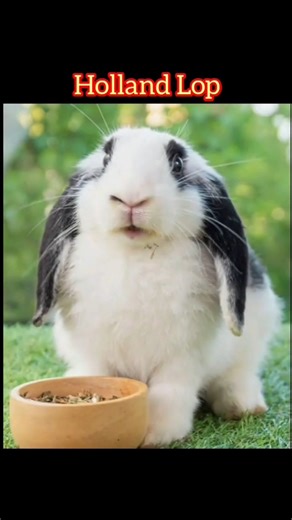 different types of rabbit breeds 🐇