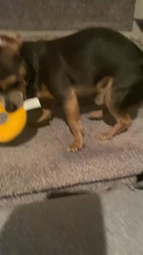 1.5K views · 87 reactions | Hermes just wants me to watch him play not play with him ：p #Hallowee... | Hermes & Madi | Facebook