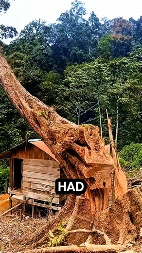This building was almost hit by a tree #logging #chainsaw #treecutting #sawblade