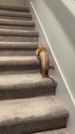 Never a Dull Moment with These Two Ferrets! 😂🦦🦦 | Cute Animal Video