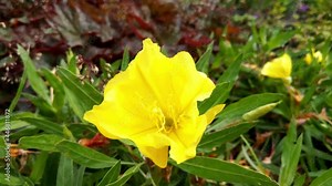 Oenothera macrocarpa is a species of flowering plant in the evening primrose family Onagraceae Stock Video