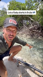 Don't be afraid!!! ❌😱 Although lots of baby sharks around the mangroves in Renaissance Island in Aruba it is totally fine to swim in the ocean in Aruba. These are just cute little baby sharks! 🦈 #aruba #sharks | Traveltomtom