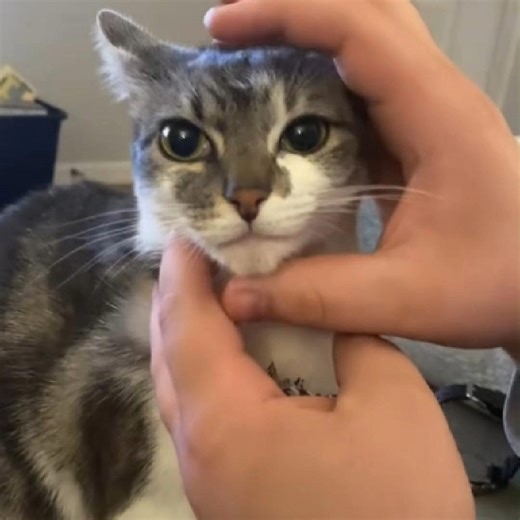 the cute grumpy cat face🐱 #cat #funnycat #catsofttiktok #foryou #fyp #funnytiktok #funnyvideos #angry #expression | BeTa Canals