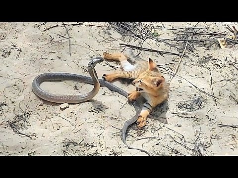 Cobra Snake Vs Cat | An Ultimate Wild Fight ||Wildlife Jogi