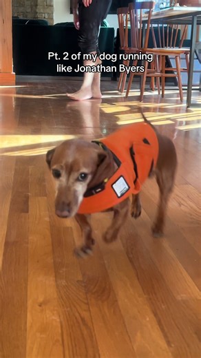 #strangerthingsedit #jonathanbyers #dachshund #funnyanimals | Stranger Things