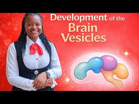 Brain Vesicles Development #embryology #anatomy #brainvesiclesdevelopment #aefunai