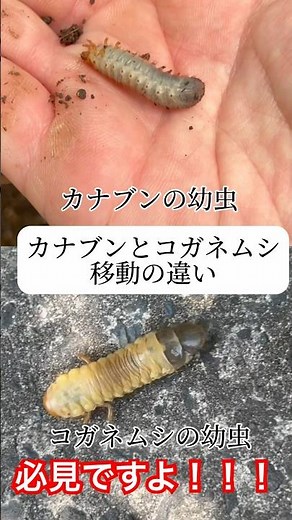 必見！！コガネムシとカナブンの幼虫の移動の違い！！この子らはカブトムシじゃないよ！#shorts