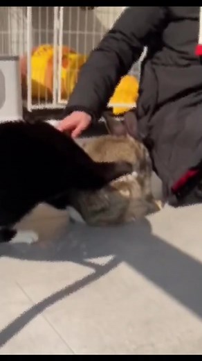 Rabbit:l was so scared 🥺🥺#cat #pets #fyp