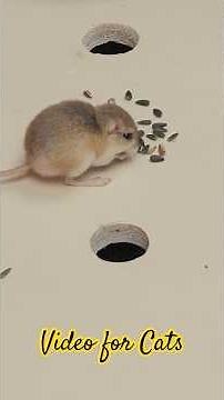 Cat Tv/ Tiny Mouse Hiding Inside Jerry’s Hole – So Adorable!