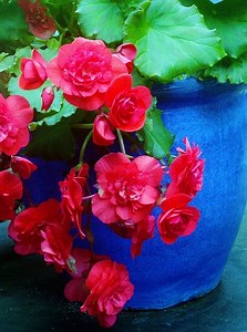 How to Grow Begonias - Gardening Channel