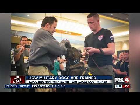 Training military dogs