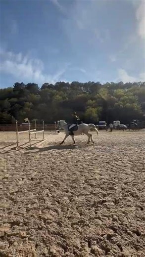 Poney à vendre - Poney Français de Selle - equirodi.com