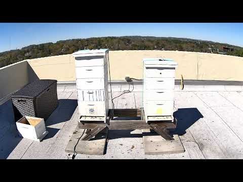 ProAssurance Rooftop Bees Livestream