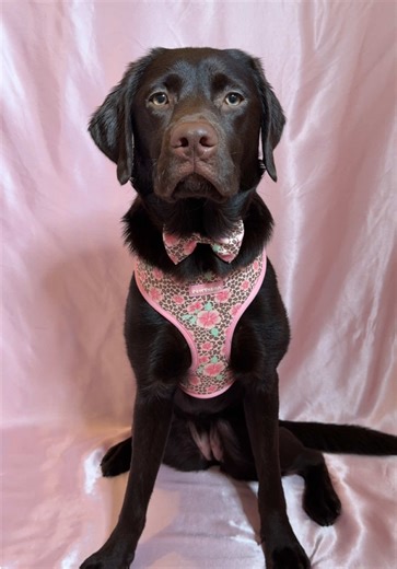 Who else is obsessed with Savage Bloom?😍 My brand @Pawthena first ever design drops this Sunday at 8PM… and yes, I’m totally fluffin excited🥹💗🐾 #athenathechoclab #chocolatelabrador #labrador #pawthena #dogharness