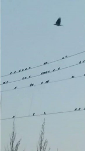 birds on a wire as the crow flies