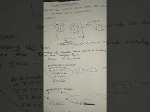 DNA replication process # 12 th class # Ncrt....!