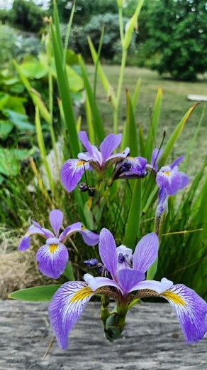 Iris versicolor, un precioso iris para plantar en bordes de estanques, adentro del estanque cómo planta palustres o en un cantero súper húmedo. Es precioso! 💖👩🏼‍🌾 | Jardines y Estanques