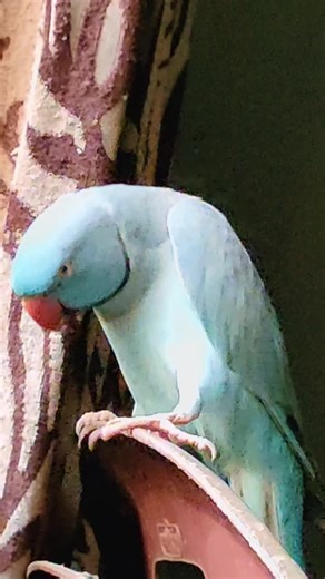 Talking Birds: Discover the Charms of These Lovely Pets