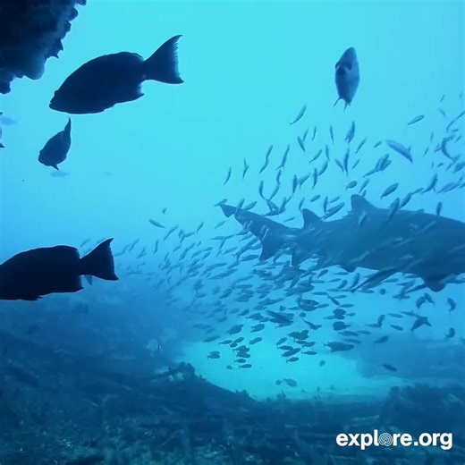 Cue Jaws theme. Our Cape Fear shark cam is live again just in time for summer 🦈 Tell us what you see in the deep: https://explore.org/livecams/frying-pan/shark-cam?utm_content=1682691600&utm_medium=social&utm_source=facebook | explore.org