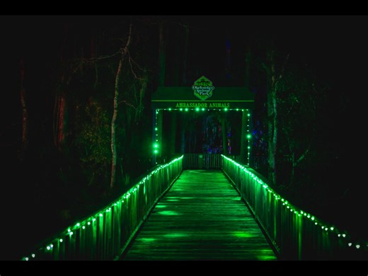 The Okefenokee comes alive like never before during our Holiday Light Show! Wander through a sparkling winter wonderland as thousands of twinkling lights dance across the dark waters and towering cypress trees. | Okefenokee Swamp Park
