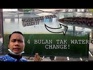 4 BULAN TAK BASUH AQUARIUM TOMAN! | Ikan Toman Naik Warna Unggu?