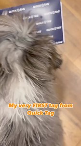 Getting your very first pet tag is a big deal!! It's more than a name and a number, it's a ticket home 🥰 What was your pets first tag? | Quick-Tag