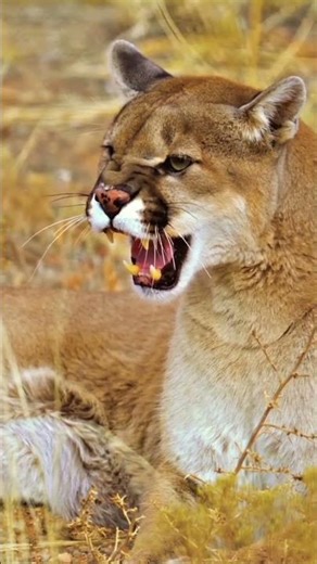 Grace. Power. Mystery. The Cougar.