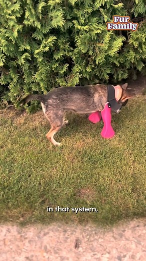 Amira was born with only two legs and had been shot in the head when she was found by Soi Dog Foundation in Thailand. But for Lara, Amira was love at first sight. Thank you Laurie for sharing Amira's story of heartbreak and triumph! Learn more about Amira on Instagram: https://www.instagram.com/amira.amiracle/ Thank you Soi Dog Foundation and 3D Pet Prosthetics for Amira's care. Follow them on Instagram: https://www.instagram.com/soidogfoundation/ and https://www.instagram.com/3d.pets/ | Fur Fam