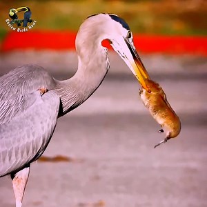 6.8M views · 132K reactions | Great blue heron Bird Catch mice for food | Review Birds News | Facebook