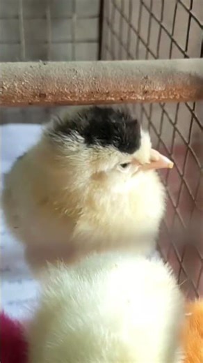 #Day1: I Got 4 Mysterious Baby Chicks! Look at Their Colors!