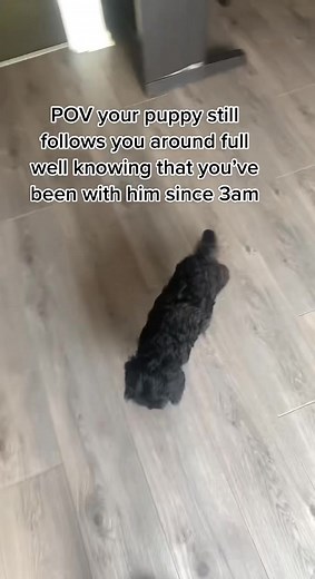 Adorable Black Cockapoo Puppy Always Follows Owner Around