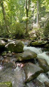 83K views · 2.2K reactions | Roaring Fork Motor Nature Trail, Gatlinburg, Tennessee, Great Smoky Mountains National Park. Our favorite scenic drive in the area. #roaringforkmotortrail #gatlinburgtennessee #Gatlinburg #thesmokymountains #SmokyMountains #smokymountains | TheSmokyMountains.com | Facebook