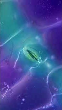 Plant Stomata #microscope #biology #science #nature
