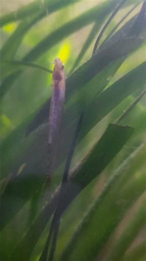 Native Indian fish for low tech planted tank. #lowtechplantedaquarium #aquariumhobby #nativespecies