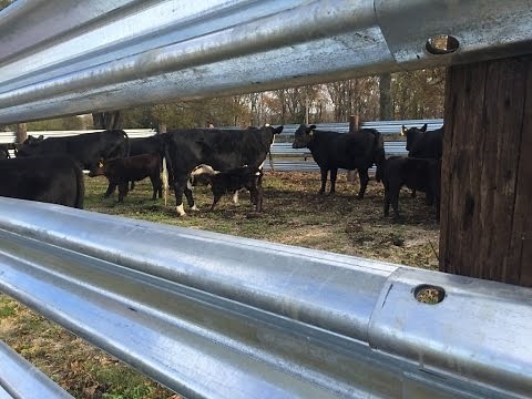 Guardrail for Livestock - New LiveStock Steel