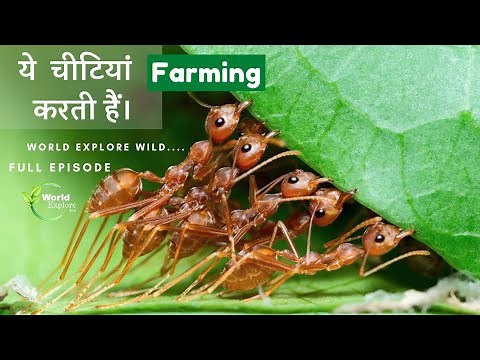 The wild Ant's Farming | Full Episode 2 | Hindi Documentry.