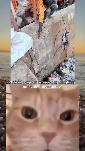 210K views · 1.1K reactions | You laugh you follow | Memes Maker | Facebook