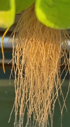 Best Fish for Aquaponics: Tilapia