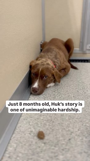 12K views · 265 reactions | Learn about Huk’s story and the value of animal rescue and rehabilitation. The Babinski Foundation staff, volunteers, and animals thank you for your continued support of the shelter’s mission. We could not aid in cases such as Huk’s without your help! We are so thankful, always. #rescue #animalrehabilitation #loveanimals #adoptdontshop #nokill | The Babinski Foundation | Facebook