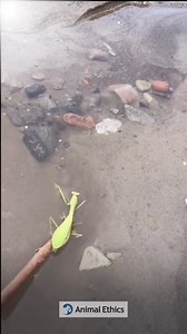 1.8K views · 27 reactions | Help animals whenever you can! #animals #animalethics #animalrescue #helpingwildanimals #antispeciesism #animalsmatter | Animal Ethics | Facebook