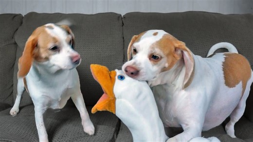 Beagles take on goose puppet with fearless determination