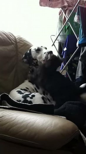 domino and pippa