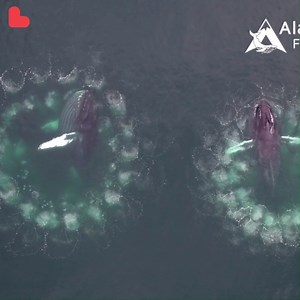 This amazing aerial footage shows humpback whales 'bubble-net' feeding where they blow bubbles to round up fish! 🐋🐳🐋 | Love This