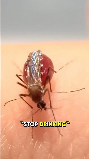 Why do Mosquitoes explode after biting you #sciencefacts #science #facts #scienceknowledge