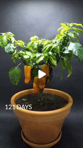 Boxlapse | 123 days in 42 seconds. Orange mini bell pepper 🌱 New lemon tree video now up on youtube, link in bio. - - #timelapse #timelapsevideo... | Instagram