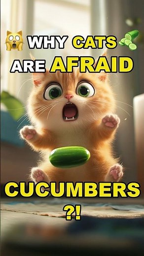 Why Are Cats So Scared of Cucumbers? The Surprising Reason!