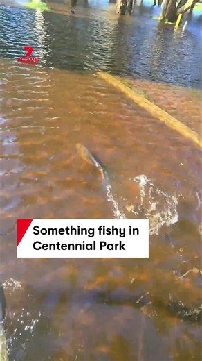 A very surprised Sydney cyclist has spotted a fish on a flooded path in Centennial Park. The city copped well over its average September rainfall in just 24 hours, causing widespread flash flooding and triggering hundreds of calls to the SES. #fish #centennialpark #sydney #rain #weather | 7NEWS Australia