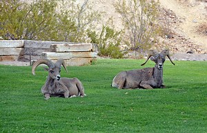 7 places to view wildlife in Southern Nevada (from a distance)